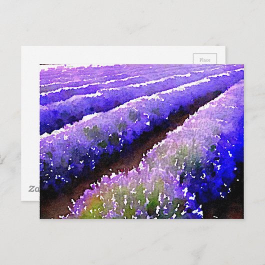 Lavender-velden Briefkaart (Voorkant / Achterkant)