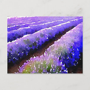 Lavender-velden Briefkaart