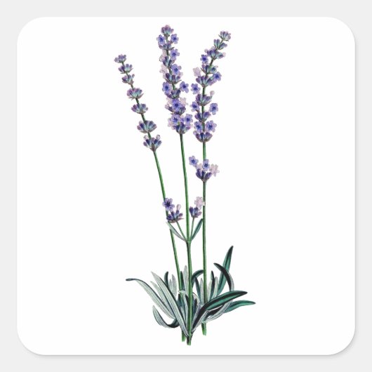 Lavender Vierkante Sticker (Voorkant)