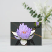 Lavender Water Lily Briefkaart (Staand voorkant)