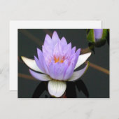 Lavender Water Lily Briefkaart (Voorkant / Achterkant)