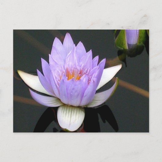 Lavender Water Lily Briefkaart (Voorkant)