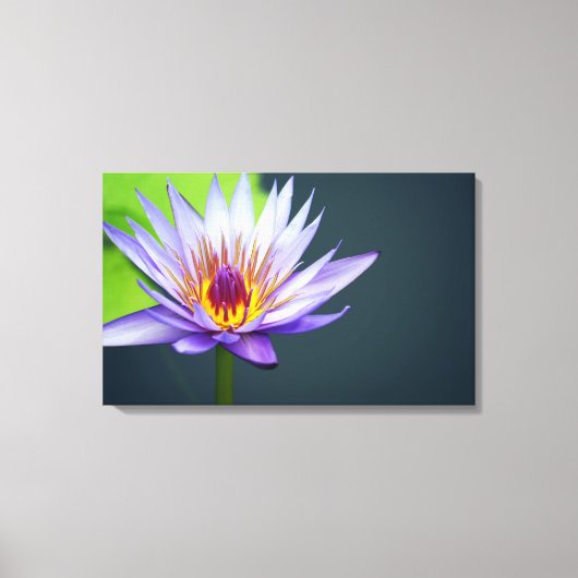 Lavender Water Lily Canvas Afdruk (Voorkant)