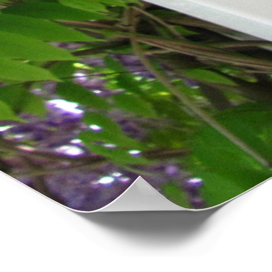 Lavender Wisteria ~ print (Hoek)