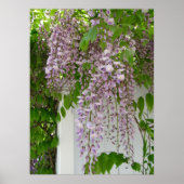 Lavender Wisteria ~ print (Voorkant)