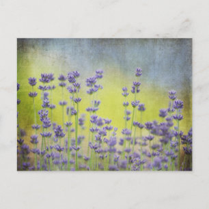 Lavenderbloemen Briefkaart
