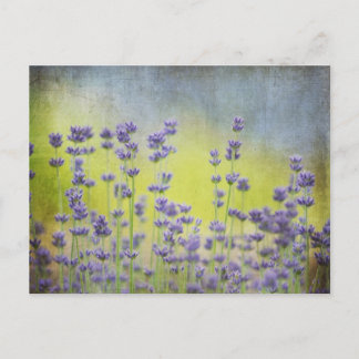 Lavenderbloemen Briefkaart
