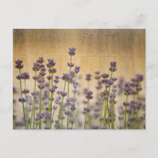  lavenderbloemen briefkaart (Voorkant)