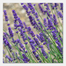 Lavenderbloemen