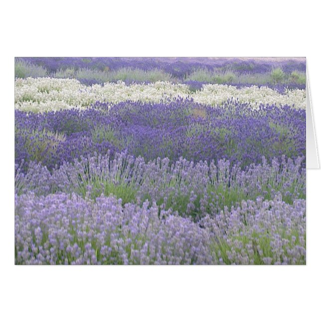 Lavenderkaart (Voorkant Horizontaal)
