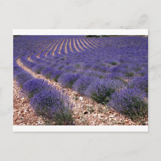Lavenderveld Briefkaart