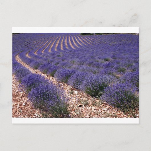 Lavenderveld Briefkaart (Voorkant)