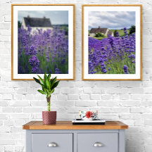 Lavenderveld