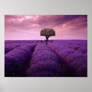 Lavenderveld Poster