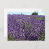 Lavendervelden Briefkaart (Voorkant / Achterkant)