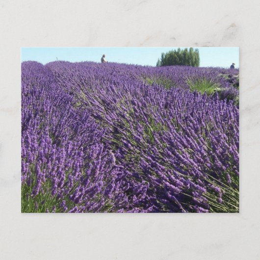 Lavendervelden Briefkaart (Voorkant)