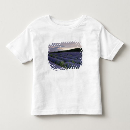 Lavendeveld bij zonsondergang kinder shirts (Voorkant)