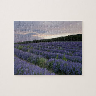 Lavendeveld bij zonsondergang legpuzzel