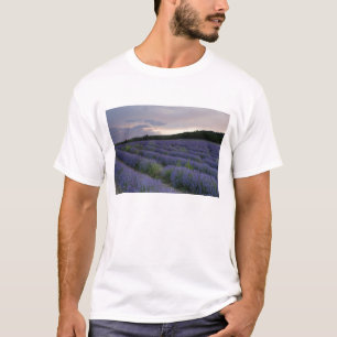 Lavendeveld bij zonsondergang t-shirt