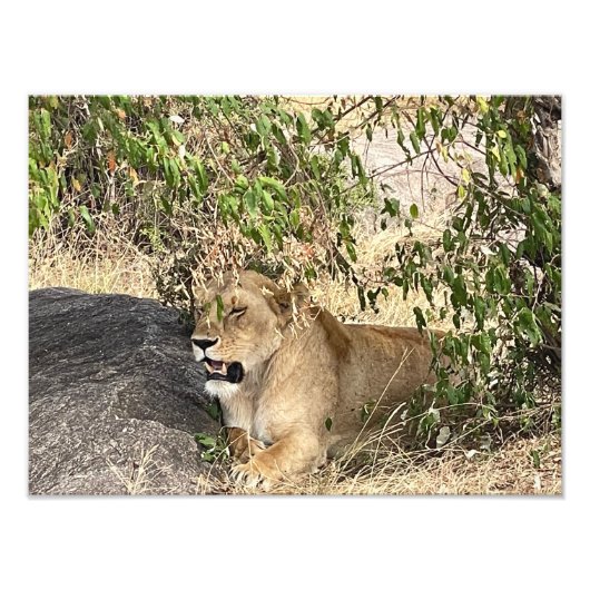 L'avertissement du roi – Impression photo de lion (Devant)