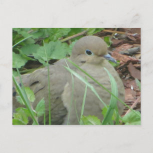 Lawn Dove Briefkaart