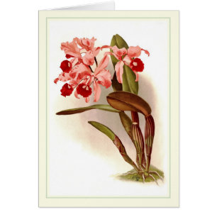 Lawrenceana de Cattleya