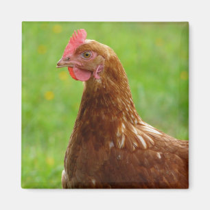 Laying Hen Rhode Island Red Chicken Magneet
