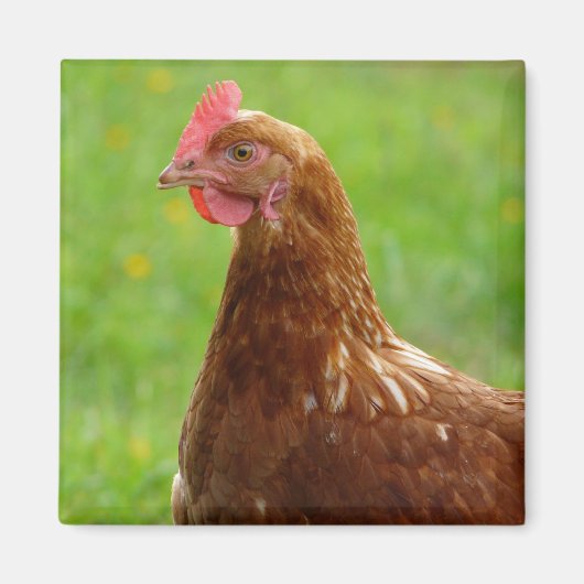 Laying Hen Rhode Island Red Chicken Magneet (Voorkant)