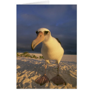 Laysan Albatros, Diomedea immutabilis),