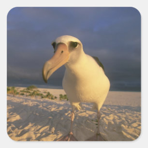 Laysan Albatros, Diomedea immutabilis), Vierkante Sticker