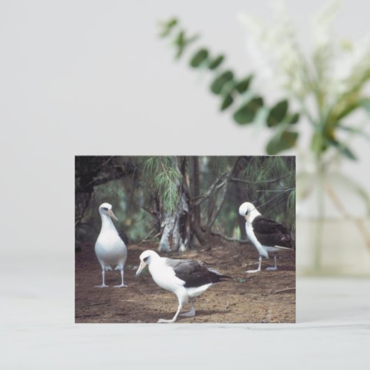 Laysan Albatross Briefkaart (Staand voorkant)