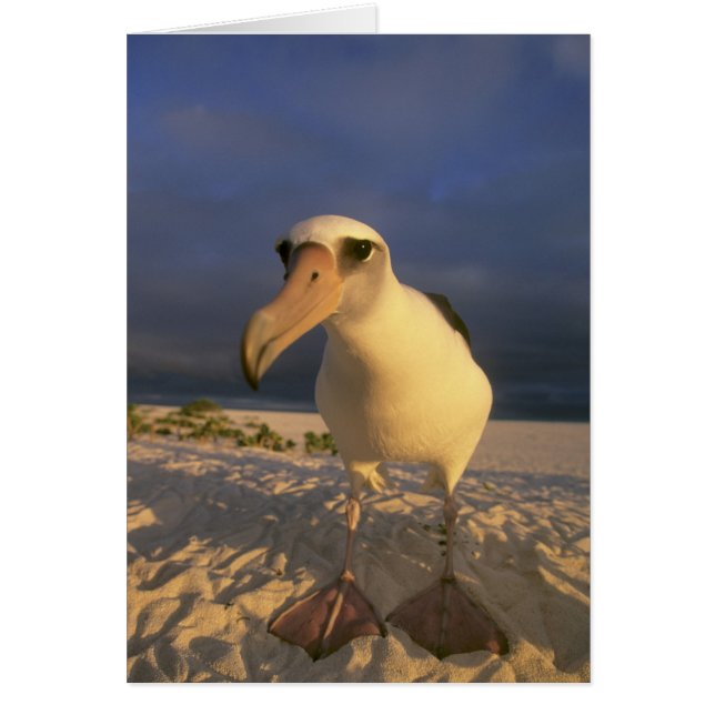 Laysan Albatross, Diomedea immutabilis), (Devant)