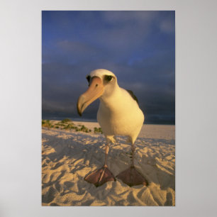 Laysan Albatross, Diomedea immutabilis), Poster