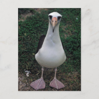 Laysan albatross staand briefkaart