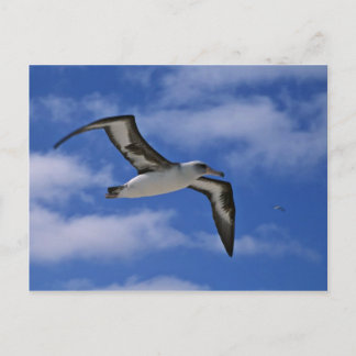 Laysan albatross vliegend in de lucht briefkaart
