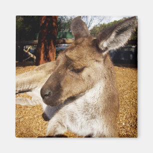 Lazing Kangaroo Gros plan, Aimant de réfrigérateur