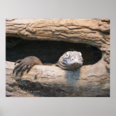 Lazing Komodo Poster (Voorkant)