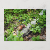 Lazy Acorn elf eten van bosbessen Briefkaart (Voorkant)
