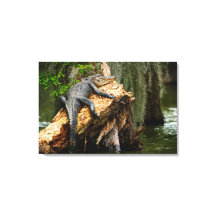 Lazy Alligator Stretched Canvas Afdrukken door DeG