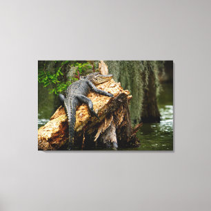 Lazy Alligator Stretched Canvas Afdrukken door DeG