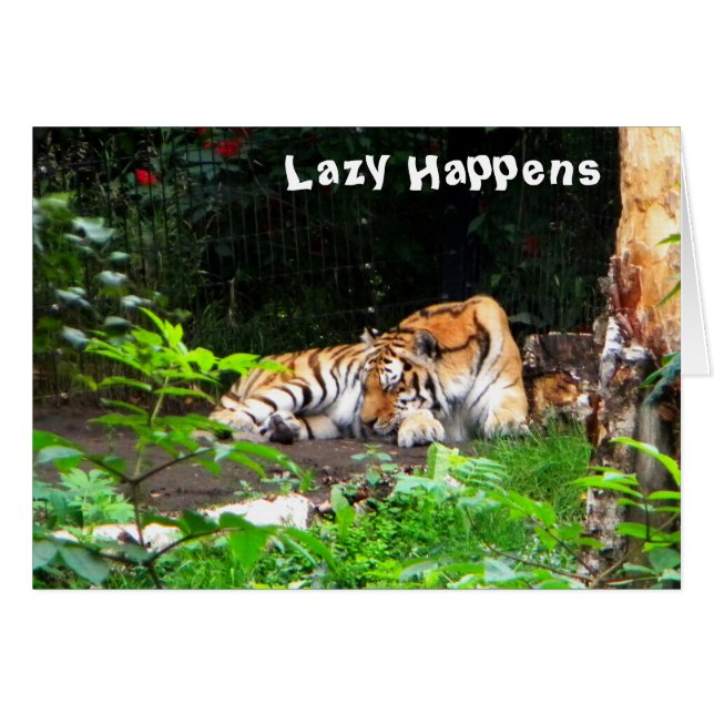 Lazy arrive le tigre de Sibérie (Devant horizontal)