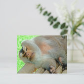 Lazy Baboon Briefkaart (Staand voorkant)