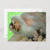 Lazy Baboon Briefkaart (Voorkant / Achterkant)