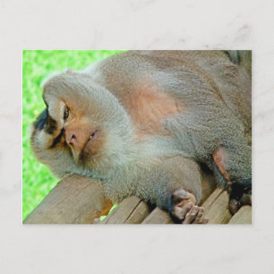 Lazy Baboon Briefkaart