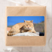 Lazy cat etiket (Insitu)