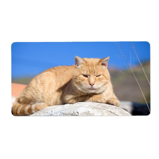 Lazy cat etiket (Voorkant)