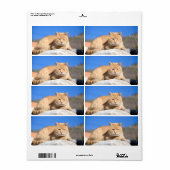 Lazy cat etiket (Full Sheet)