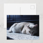 Lazy Cat Napping Briefkaart (Voorkant / Achterkant)