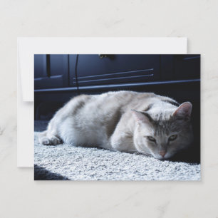Lazy Cat Napping Briefkaart