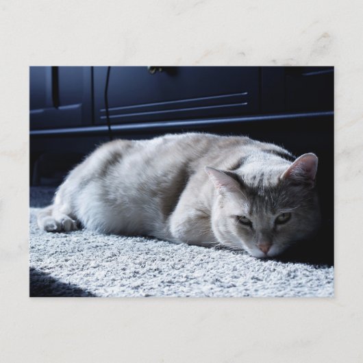 Lazy Cat Napping Briefkaart (Voorkant)